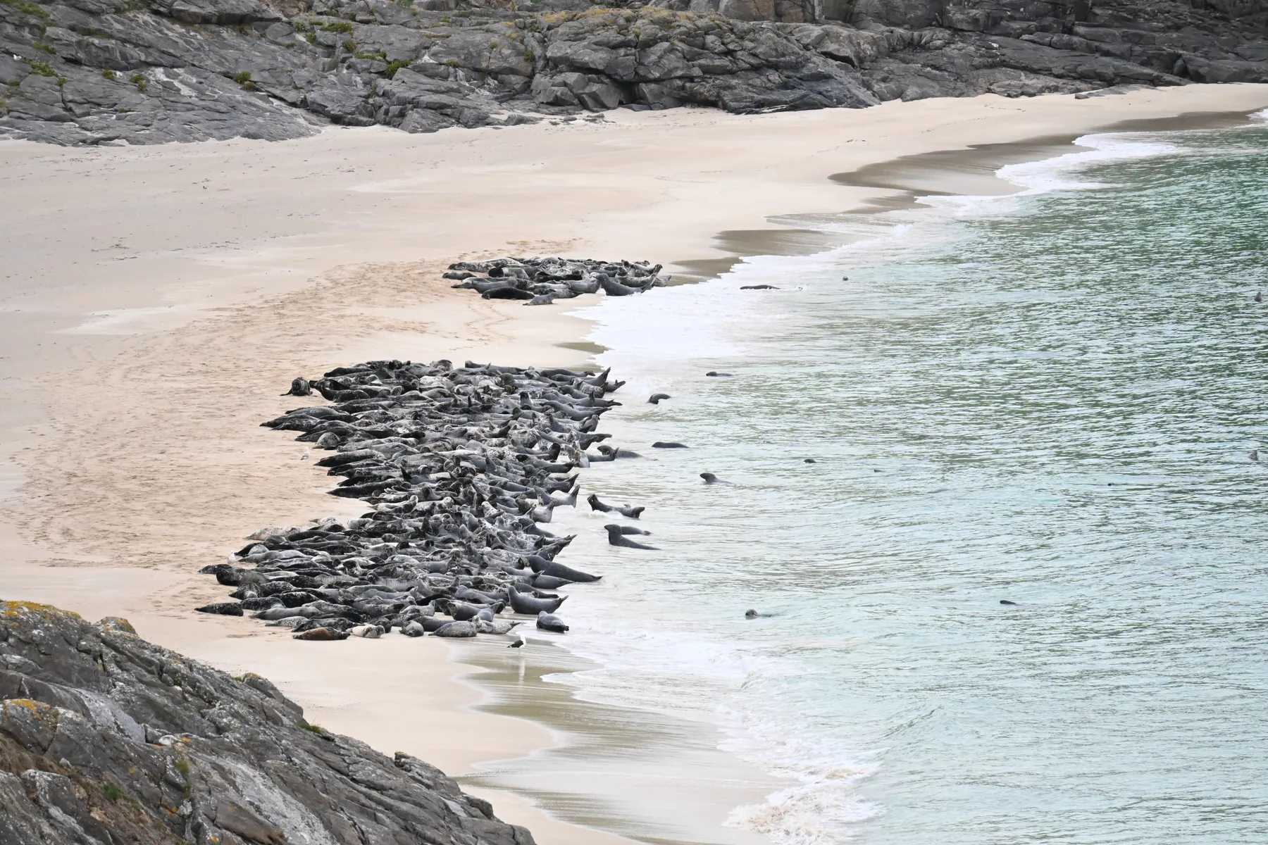 Super Special Seal Event